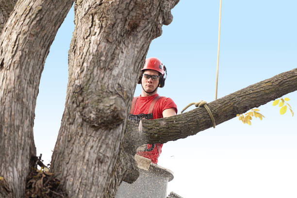 Best Seasonal Cleanup (Spring/Fall)  in Beggs, OK